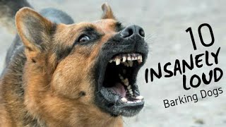 1 HOUR DOG BARKING SOUND COMPILATION [upl. by Quintessa]