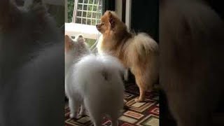 pomeranian dog barking Sounds  Barking outdoor Pomeranian [upl. by Purvis]