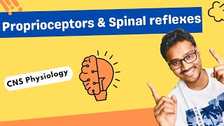 Proprioceptors and Spinal reflexes  stretch amp inverse stretch reflex jendrassik manoeuvre [upl. by Thunell]