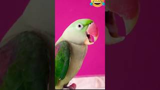 youtube cuteparrot🦜❤️🦜 funyvideo🤣🤣viralshorts shorts shortviralvedio subscribe my chanel [upl. by Nwahsram]