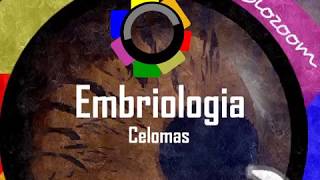 Embriologia  Pseudoceloma e tipos de Celomas [upl. by Kariotta430]