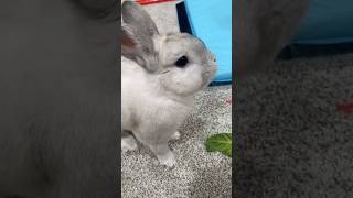 Lettuce Yeah brtv bunny rabbit [upl. by Nrev874]