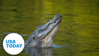 Triathlon athlete narrowly escapes death alligator attack  USA TODAY [upl. by Mihar]