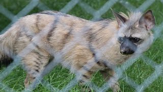 Aardwolf  Hamerton Zoo Park [upl. by Ragen356]