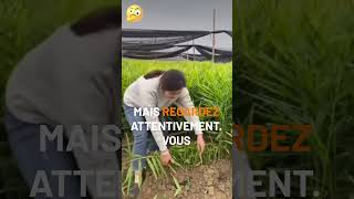 INCROYABLE La récolte de cette chinoise shorts youtubeshorts farmlife [upl. by Adiam920]