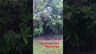 Thorny Bushes The Perfect Cover for Your Septic Tank If You Hate Your Septic Guy [upl. by Batha907]