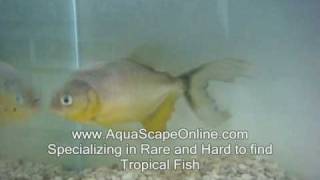 Longfin Ternetzi Piranha Pygocentrus Nattereri Super Rare Only one in the USA [upl. by Acinaj]