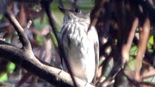 20241006  台北植物園  灰斑鶲 Muscicapa griseisticta [upl. by Jones836]