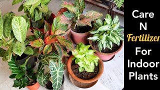 Best top Indoor plants care tips fertilizer shade loving plants monsoon care [upl. by Yanej]