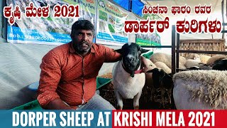 DORPER SHEEP from Sinchanaa Farms at Krishi Mela 2021 Bangalore Karnataka  Everything About Dorper [upl. by Amalbergas]