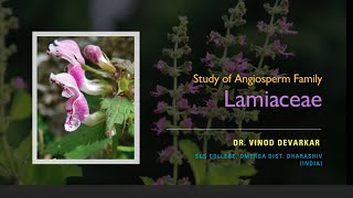 Study of Family Lamiaceae Labiatae by Dr V D Devarkar [upl. by Ykcin624]