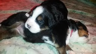 Bernese mountain dog puppies 12 days old [upl. by Tengler]