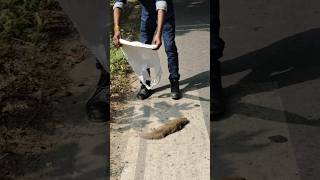 😱छोटे हों या बड़े ये जीव हैं 😱humanity respect mongoose helping sad trending youtubeshorts😭🙏 [upl. by Ailaham24]