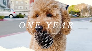 One year with our mini goldendoodle  Through the Months  f1b mini goldendoodle [upl. by Aliel]