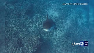 Hawaii man greeted by great white shark during insane experience [upl. by Assed]