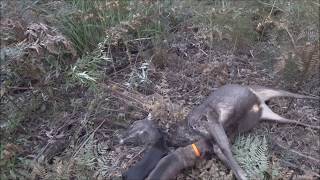 Training a Dachshund  Teckel to be a Hunting Dog in Victoria Australia [upl. by Rockefeller]