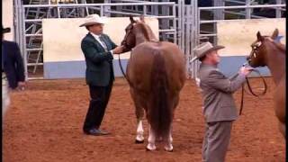 2000 AQHA World Show Perpetual Tradition [upl. by Fran]