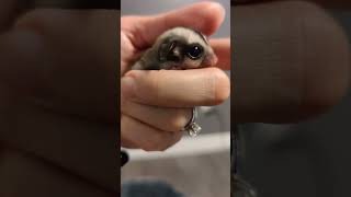 Sugar glider baby so small  Oliver The Tat and Company [upl. by Auqinahc256]