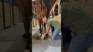 Testing the Durability of GlueOn Horseshoes shorts horse shoes asmrvideo [upl. by Colyer883]