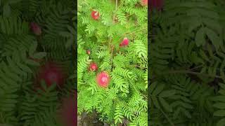 Calliandra Grandifloraplant Grandiflora Calliandra Biflora [upl. by Halas]