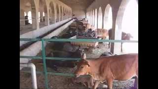 smedaorg SME Model Dairy Farm 23 June 2009 Lahore Pakistan [upl. by Ardnahc354]