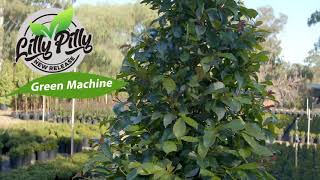 New Generation Lilly Pilly GREEN MACHINE [upl. by Acire]