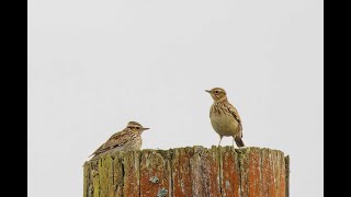 Woodlark Bury Bottom Suffolk 30324 [upl. by Nanah]