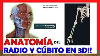 🥇 ANATOMÍA del RADIO y CÚBITO en 3D ¡Explicación Sencilla [upl. by Oag]