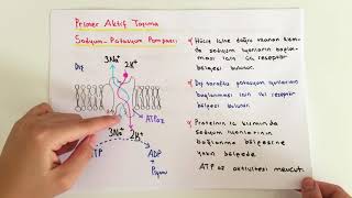 FİZYOLOJİ7KONUAktif Taşıma [upl. by Daphene502]