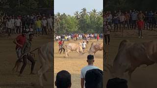 Bullfight in goa bullfightgoa bullfightsinmaharashtra dhiriyogoecho dhiri target arjun [upl. by Noelani]