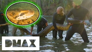 Giant Anaconda Measures Up At 19ft Long  Mysterious Creatures With Forrest Galante [upl. by Seessel730]