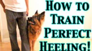 How To Train Any Dog To Heel PERFECTLY [upl. by Guido394]