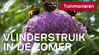 De Vlinderstruik in de zomer de buddleja  Zomer  Tuinmanieren [upl. by Enimajneb]