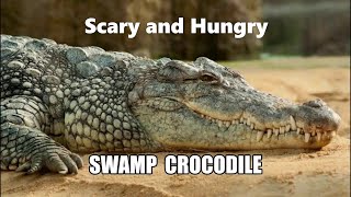 Scary and hungry SWAMP CROCODILES [upl. by Ayerf655]