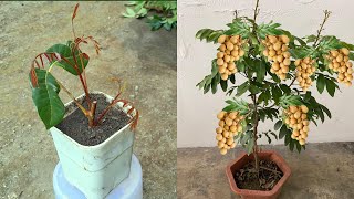 Growing longan tree at home is easy big and sweet if you know this method [upl. by Mathian]