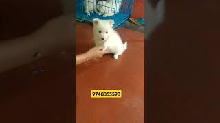 Spitz puppy sell 9748355598 [upl. by Petulia154]