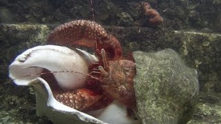 Giant Hermit Crab Changing Shells  Documentary Short  1080p [upl. by Azilanna]