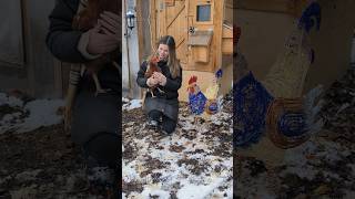 Christmas edition 🎅🏻✨❄️ chickencoop chicken chickenlover asmrcleaning cleaningwithgabie [upl. by Aramenta435]