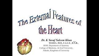 The External Features of the Heart  Anatomy  Dr Yusuf [upl. by Madel]