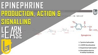 Hormone Epinephrine Production Action amp Signalling NOT RELATED TO EPINEPHRINE AS DRUG [upl. by Eelesor]