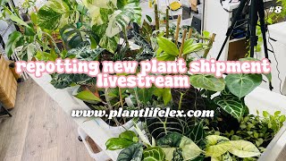 Repotting Plant Shipment amp Chill🪴✨  BLACK FRIDAY PREP HANGOUT  111524 [upl. by Alaik]