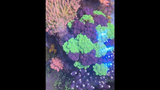 I created a Stylophora Forest in my Reef Tank [upl. by Oderfodog]