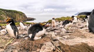 Macaroni penguins incubating [upl. by Acirdna]