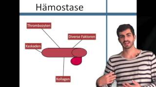 Hämostase Die Grundlagen [upl. by Kurtzig]