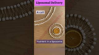 Liposomal Delivery ll 3D Animation ll Liposome Drug Delivery System ll SGpharmastudymaterial [upl. by Dowd736]