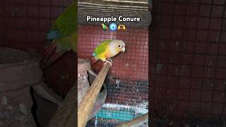 Pineapple conure 🦜🧿🫶shortsparrotconureparakeet [upl. by Eelibuj]