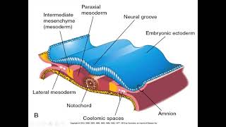 trilaminar germ disc formation part 2 [upl. by Grounds]