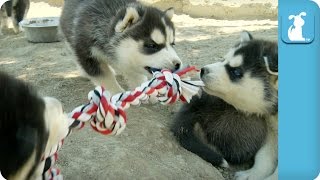 Husky Puppy Rope Battle Too Cute  Puppy Love [upl. by Muryh]