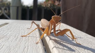 😍💖🐞 Funny Praying Mantis  Bellissima Mantide Religiosa mantis prayingmantis mantide insects [upl. by Enohsal]