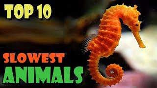 Top 10 Slowest Animals In The World  Amazing World [upl. by Neufer]